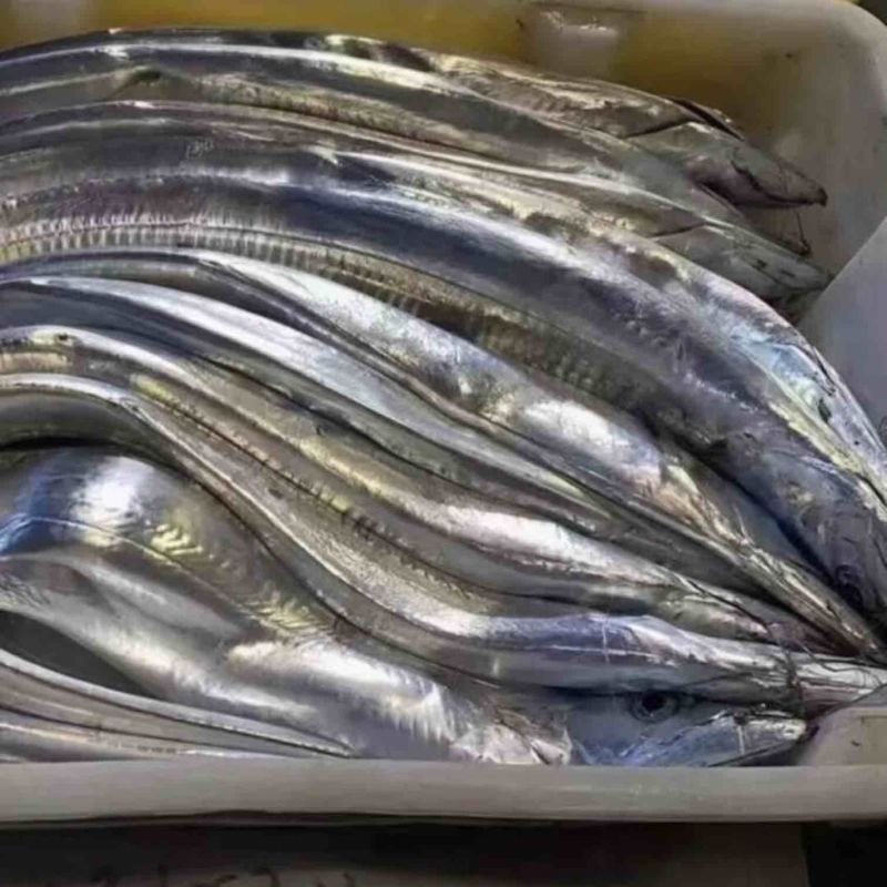 【精品】渤海湾海捕小眼油带鱼品质保证诚信经营合作
