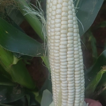 白糯玉米