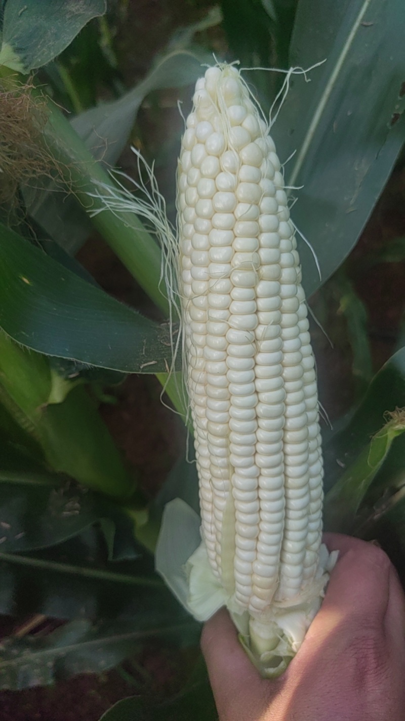白糯玉米