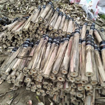 广东黑皮甘蔗种苗水果甘蔗超甜长节蔗种