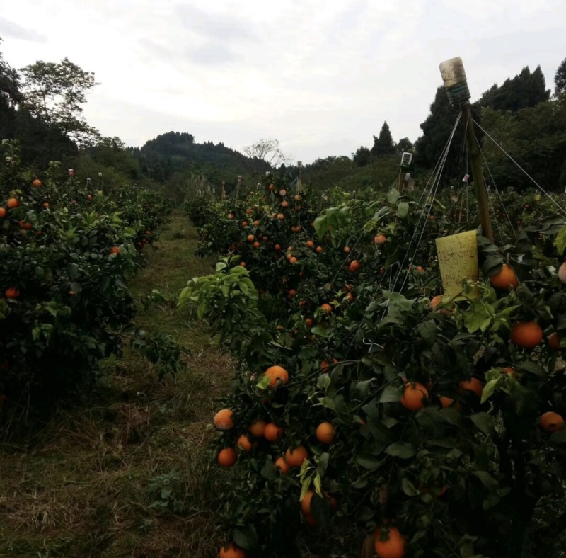爱媛38四川产区直发保质保量发货全国