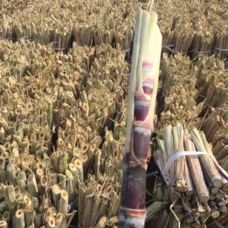 广东黑皮甘蔗种苗水果甘蔗超甜长节蔗种