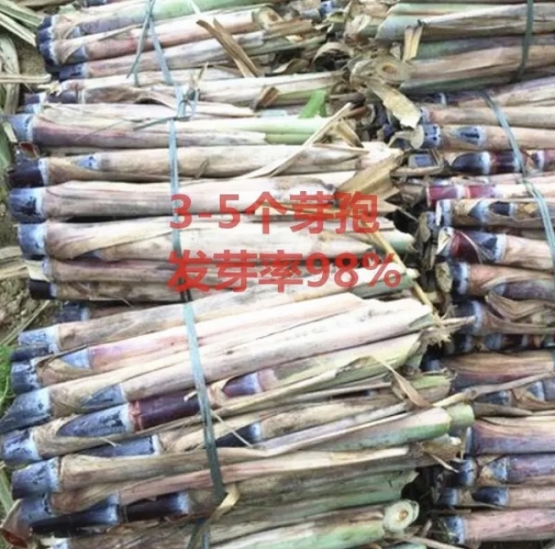 广东黑皮甘蔗种苗水果甘蔗超甜长节蔗种