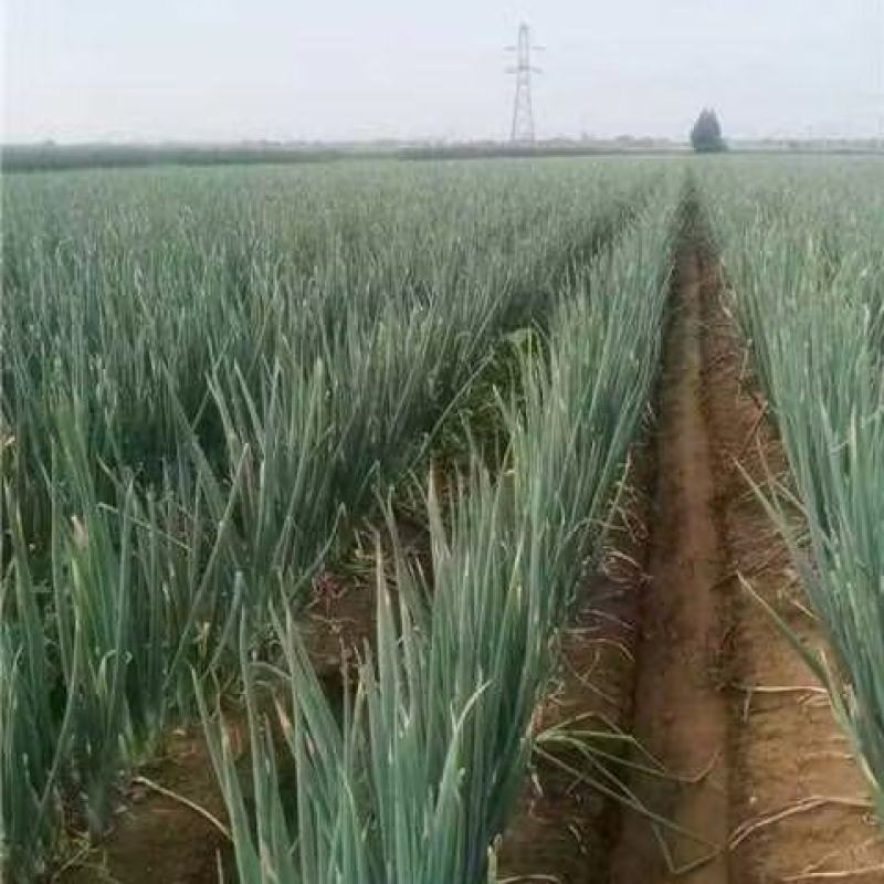 长白大葱，产地直供，一手货源，诚信长期合作，欢迎致电联系