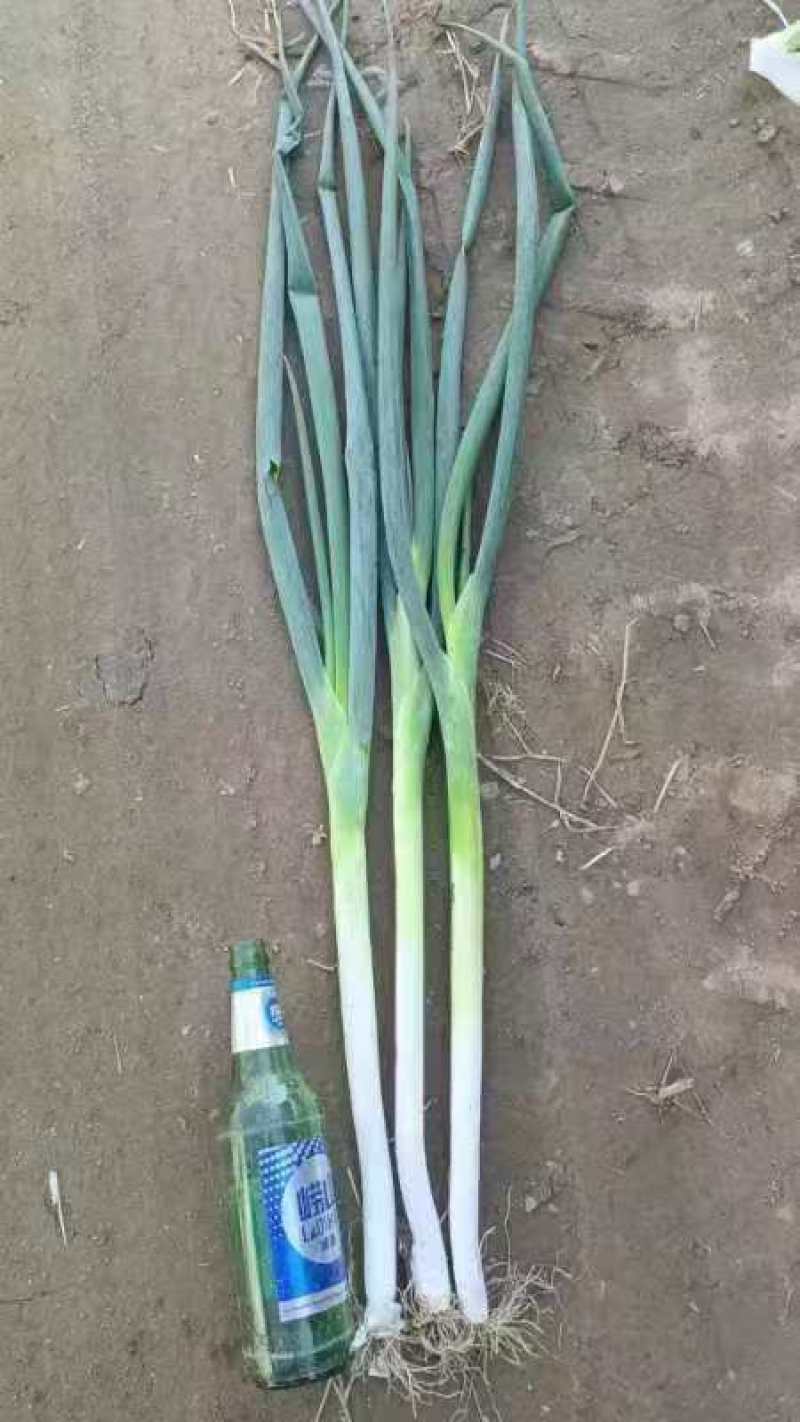 长白大葱，产地直供，一手货源，诚信长期合作，欢迎致电联系