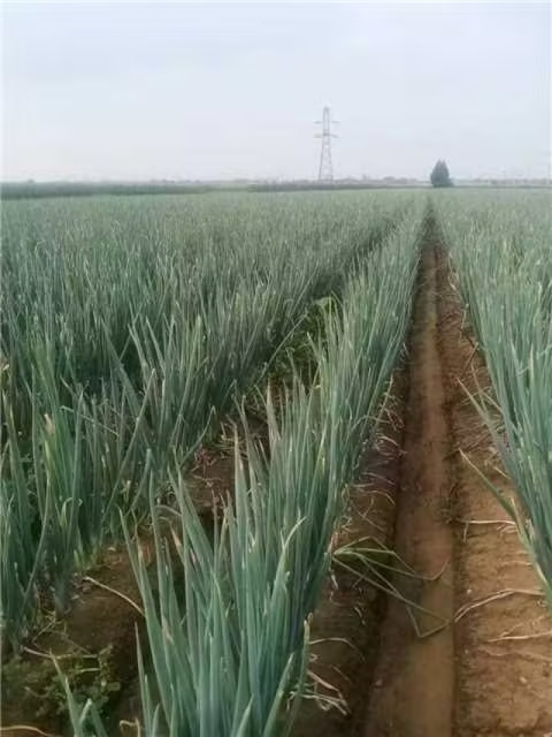 长白大葱，产地直供，一手货源，诚信长期合作，欢迎致电联系