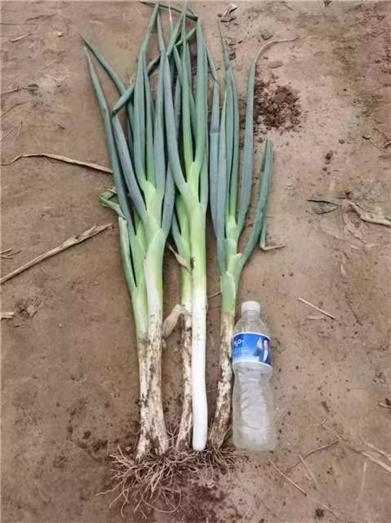 长白大葱，产地直供，一手货源，诚信长期合作，欢迎致电联系