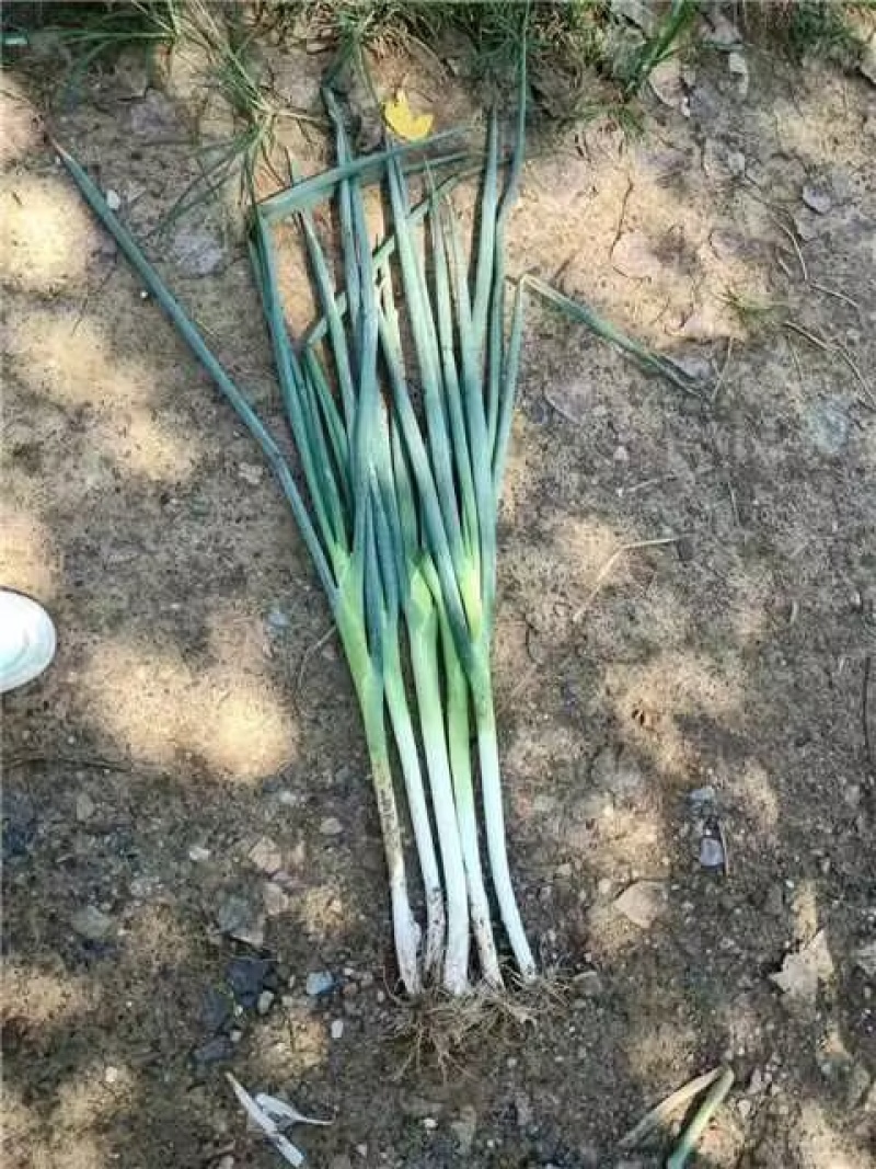 长白大葱，产地直供，一手货源，诚信长期合作，欢迎致电联系