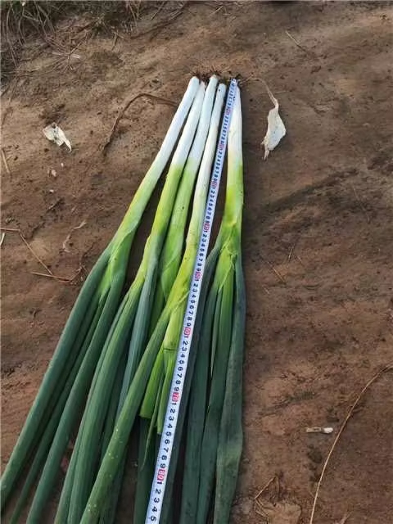 长白大葱，产地直供，一手货源，诚信长期合作，欢迎致电联系