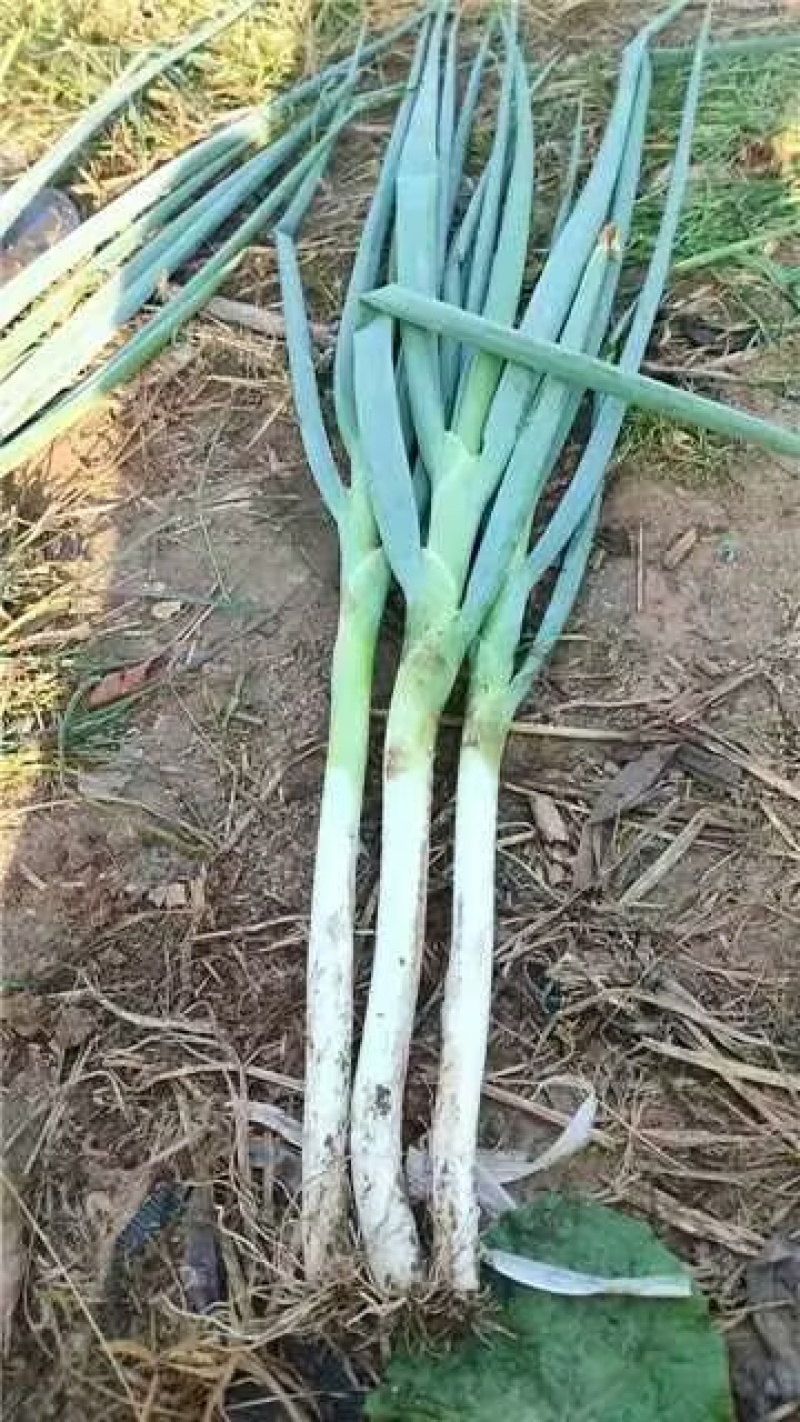 长白大葱，产地直供，一手货源，诚信长期合作，欢迎致电联系