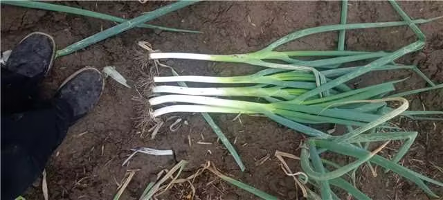 大葱各个部位示意图