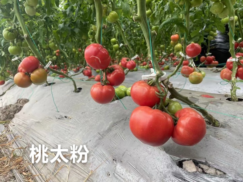 泷井桃太粉番茄种子泰国进口番茄酸甜可口粉果西红柿种子