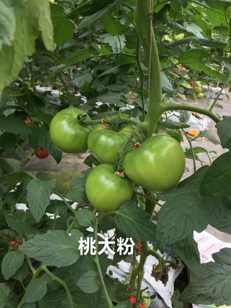 泷井桃太粉番茄种子泰国进口番茄酸甜可口粉果西红柿种子