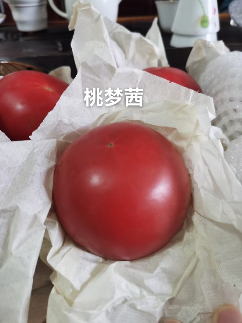 桃梦茜番茄种子日本进口泷井番茄种子酸甜可口粉红西红柿种子