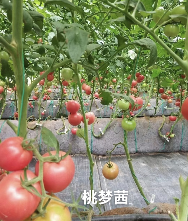 桃梦茜番茄种子日本进口泷井番茄种子酸甜可口粉红西红柿种子