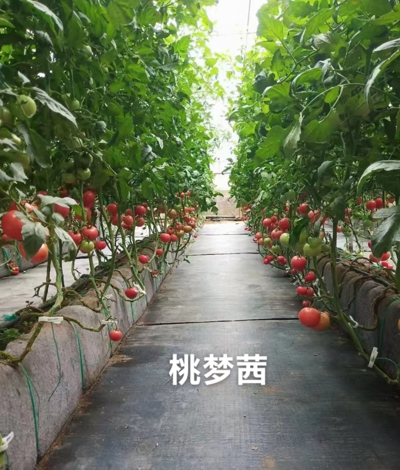桃梦茜番茄种子日本进口泷井番茄种子酸甜可口粉红西红柿种子