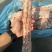 公司多个厂号的猪背骨临沂现货，有需要的联系，量大从优