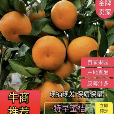 【实力】蜜桔，柑桔，产地一手货源对接电商商超市场出口边贸