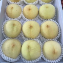 冬桃金秋红蜜