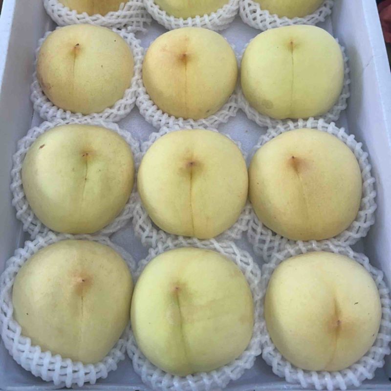 冬桃金秋红蜜