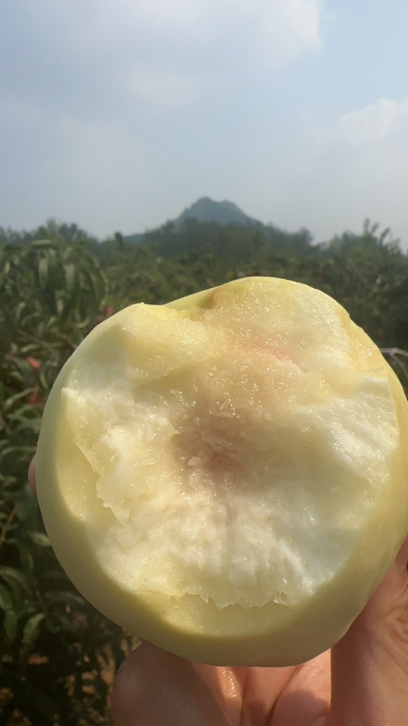 冬桃金秋红蜜