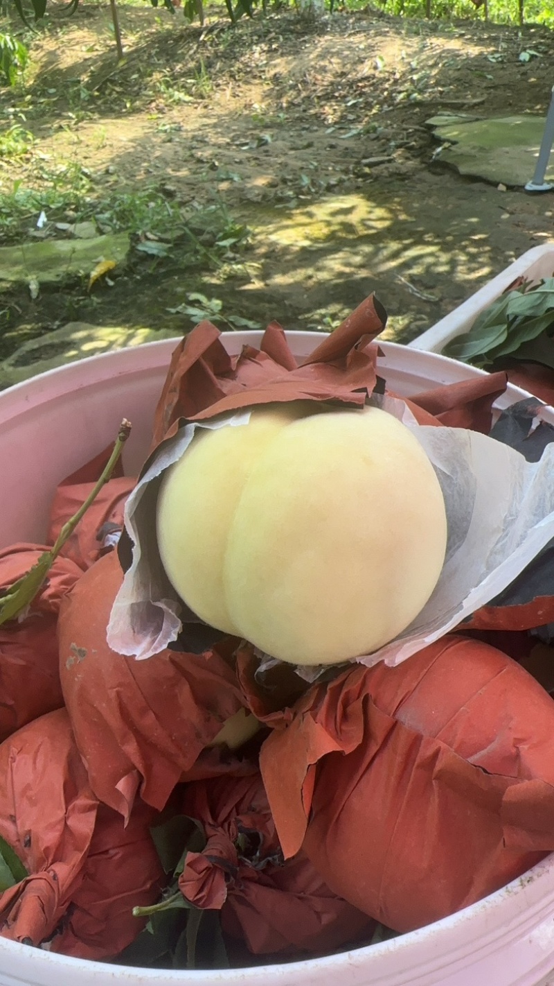 冬桃金秋红蜜