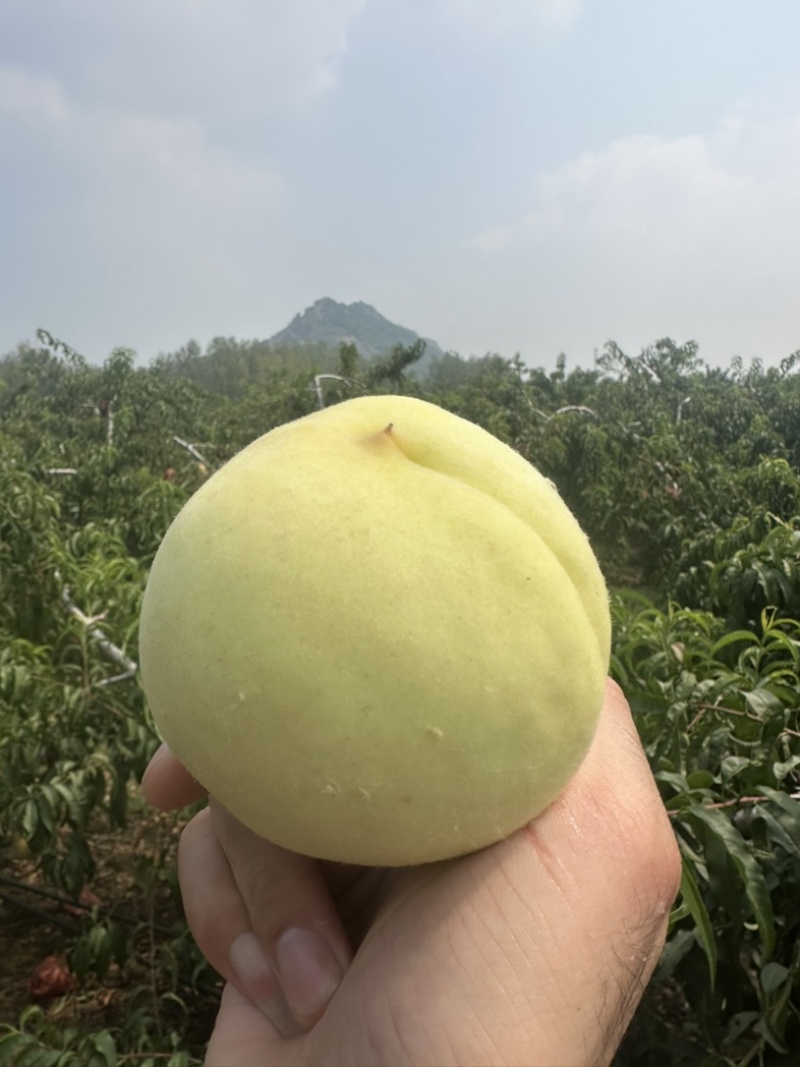 冬桃金秋红蜜