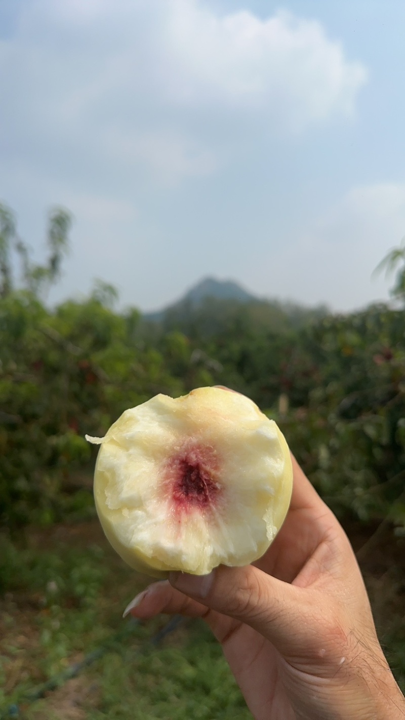冬桃金秋红蜜