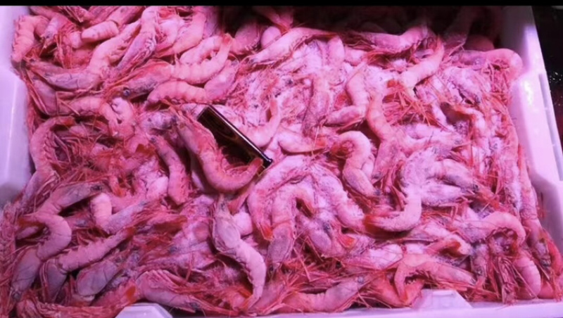 舟山海捕红虾可视频看货精选品质欢迎合作