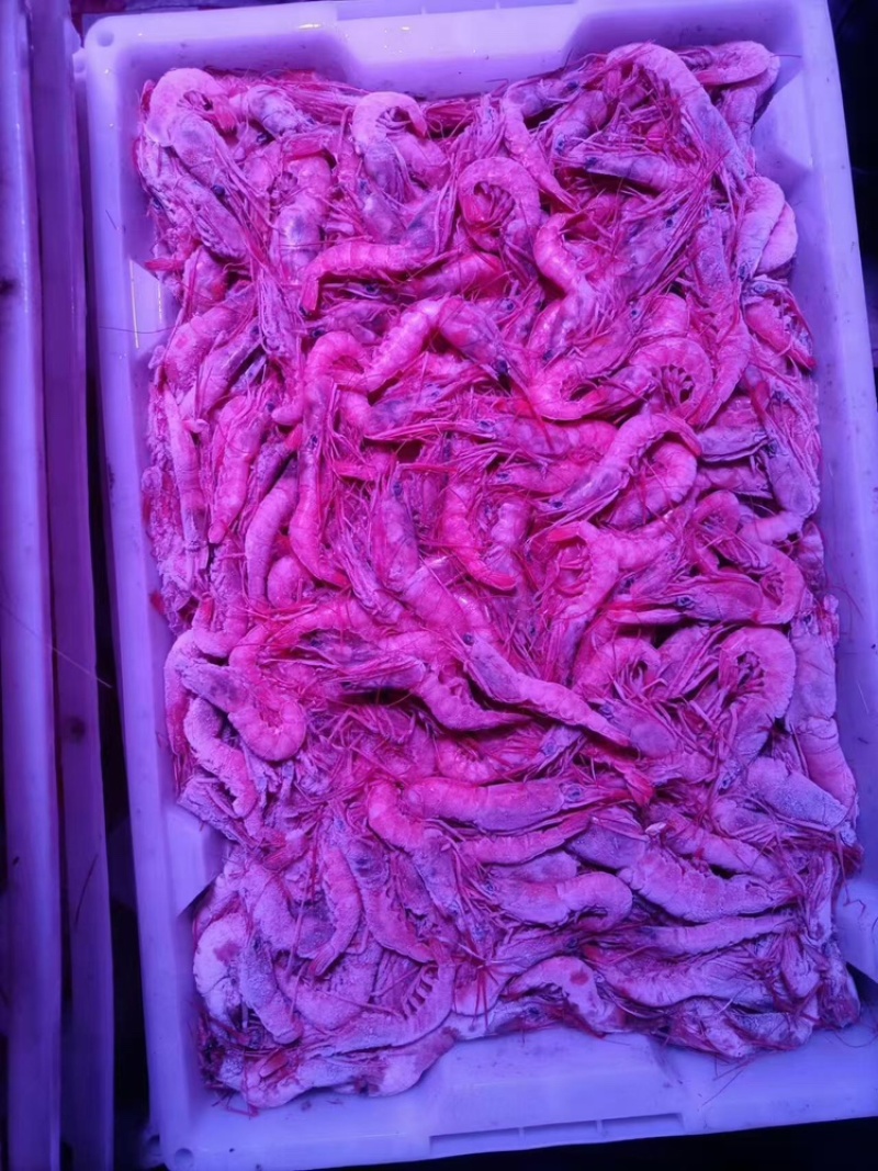 舟山海捕红虾可视频看货精选品质欢迎合作