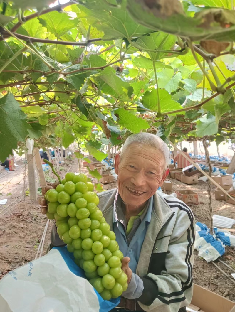 精品阳光玫瑰不限量供应欢迎全国客商合作洽谈实地考察