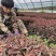 东北辽宁密枝红叶李紫叶李多分枝绿篱苗地栽多分枝