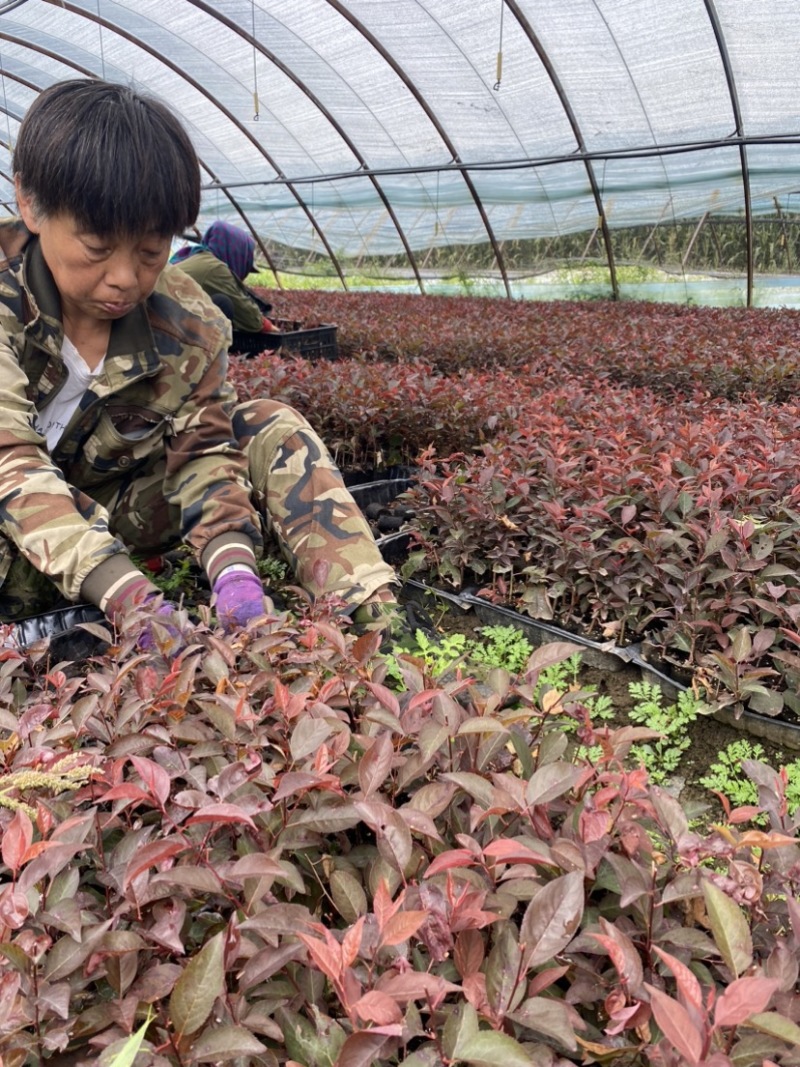 东北辽宁密枝红叶李紫叶李多分枝绿篱苗地栽多分枝
