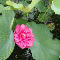 荷花，水生绿植，绿化种植专业技术人员，提供免费种植