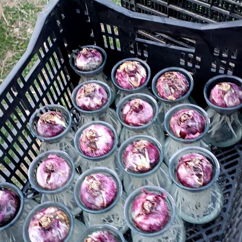 荷兰进口风信子水培土培优质成品直销，量大从优