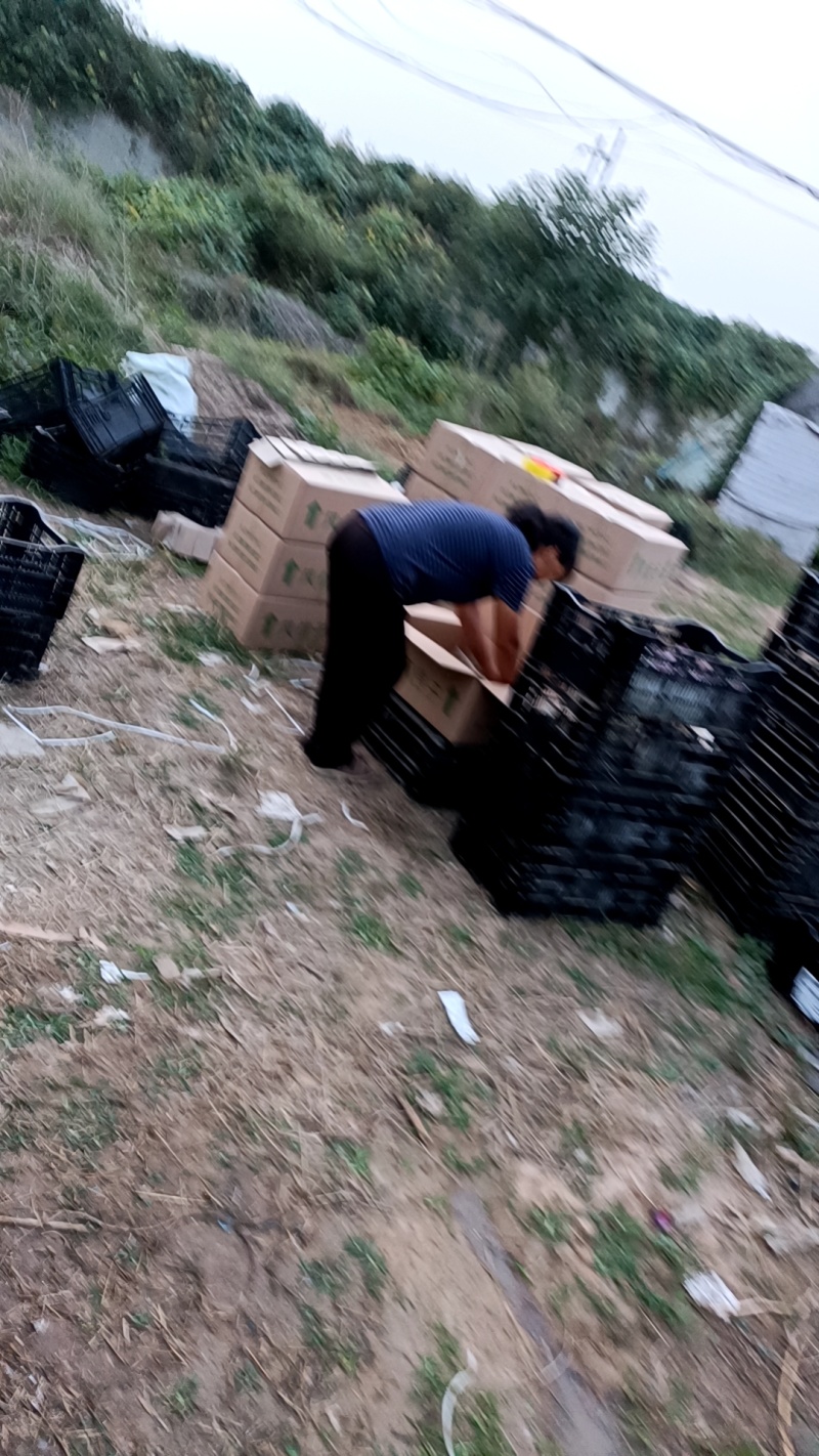 荷兰进口风信子水培土培优质成品直销，量大从优