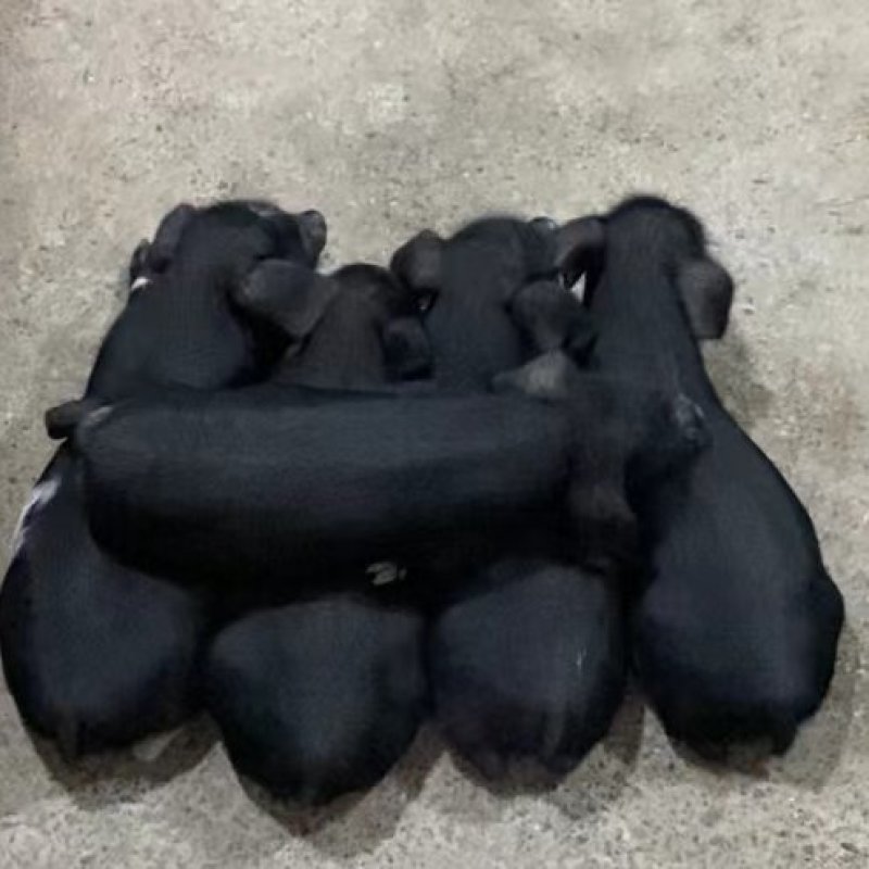 纯种藏香猪猪崽一手货源
