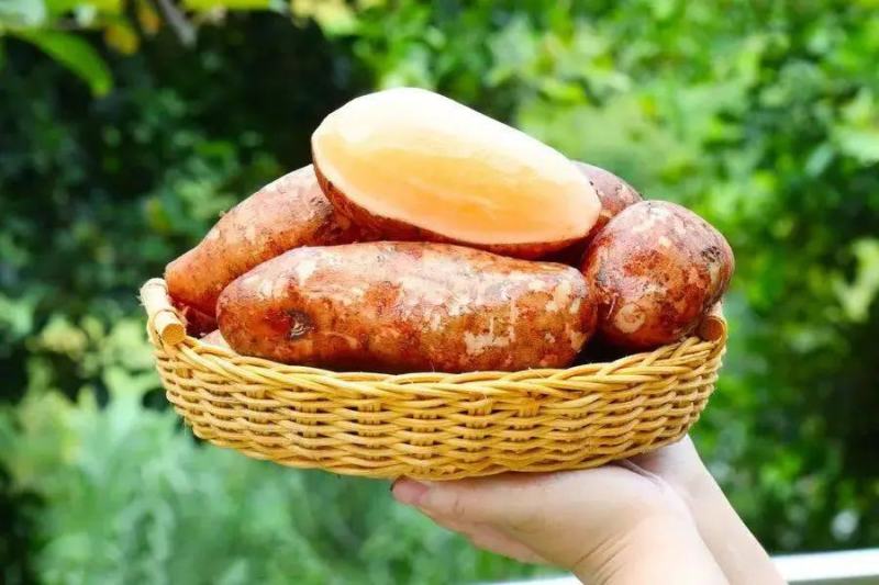 云南雪莲果场地代办大果细长果圆果彩箱精品果