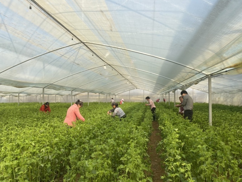 全规格日本青叶紫苏大叶，精品叶超大叶质量高价格低