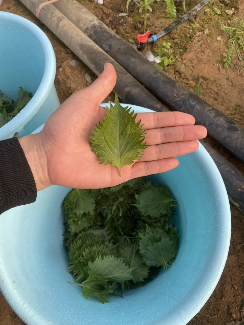 全规格日本青叶紫苏大叶，精品叶超大叶质量高价格低