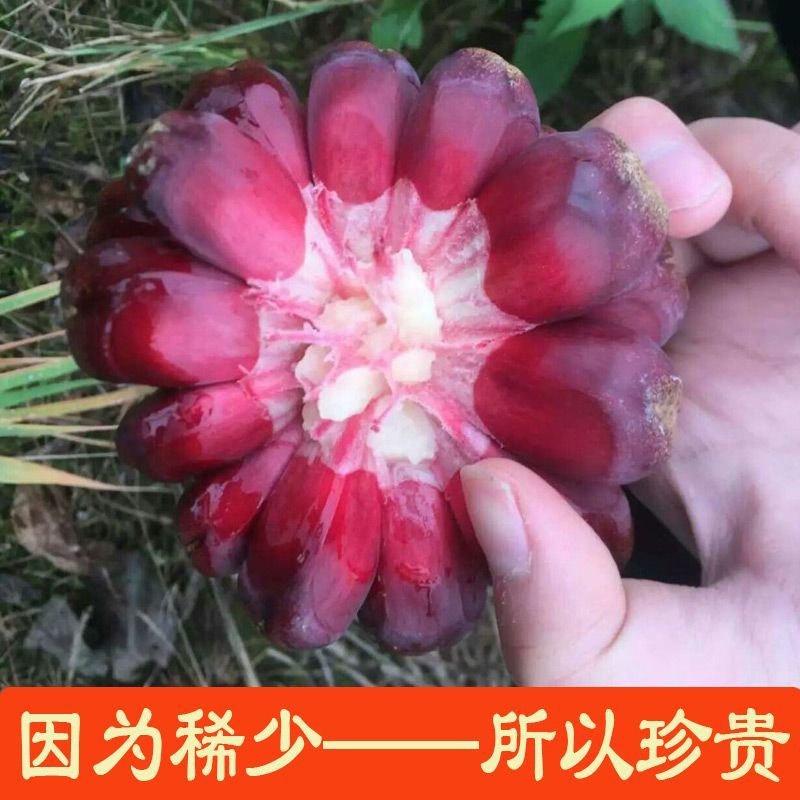 黑老虎布福娜果水果恶魔果实新鲜直发***罕见稀有当季稀奇尝鲜