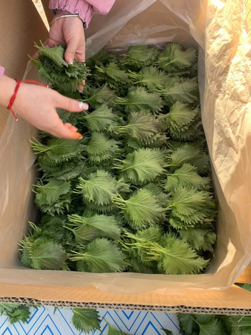 全规格日本青叶紫苏大叶，精品叶超大叶质量高价格低