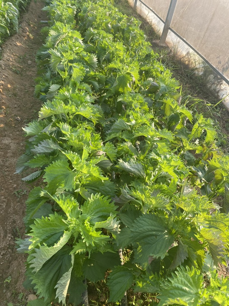 全规格日本青叶紫苏大叶，精品叶超大叶质量高价格低
