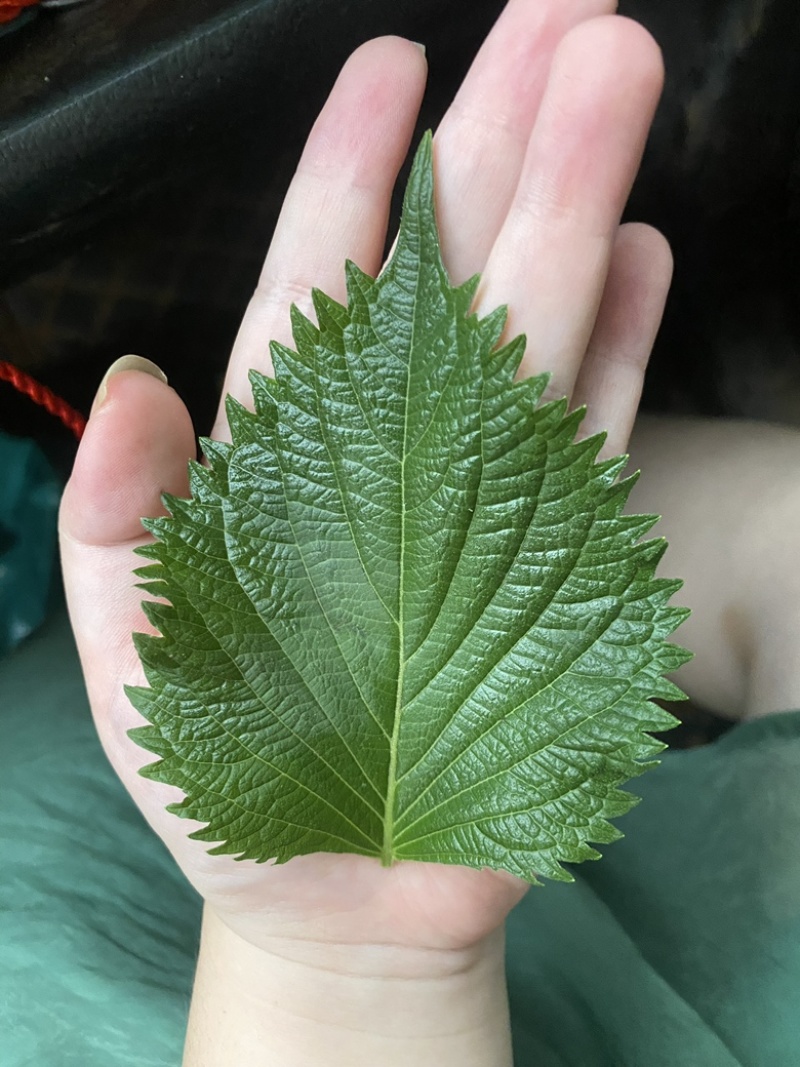 全规格日本青叶紫苏大叶，精品叶超大叶质量高价格低