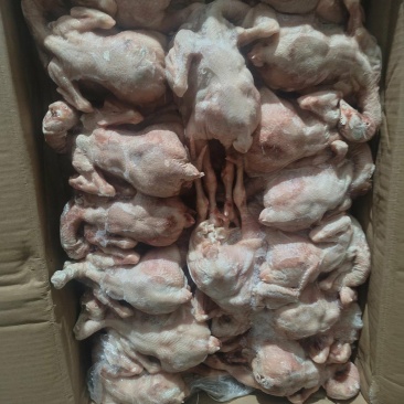 肉食鸡