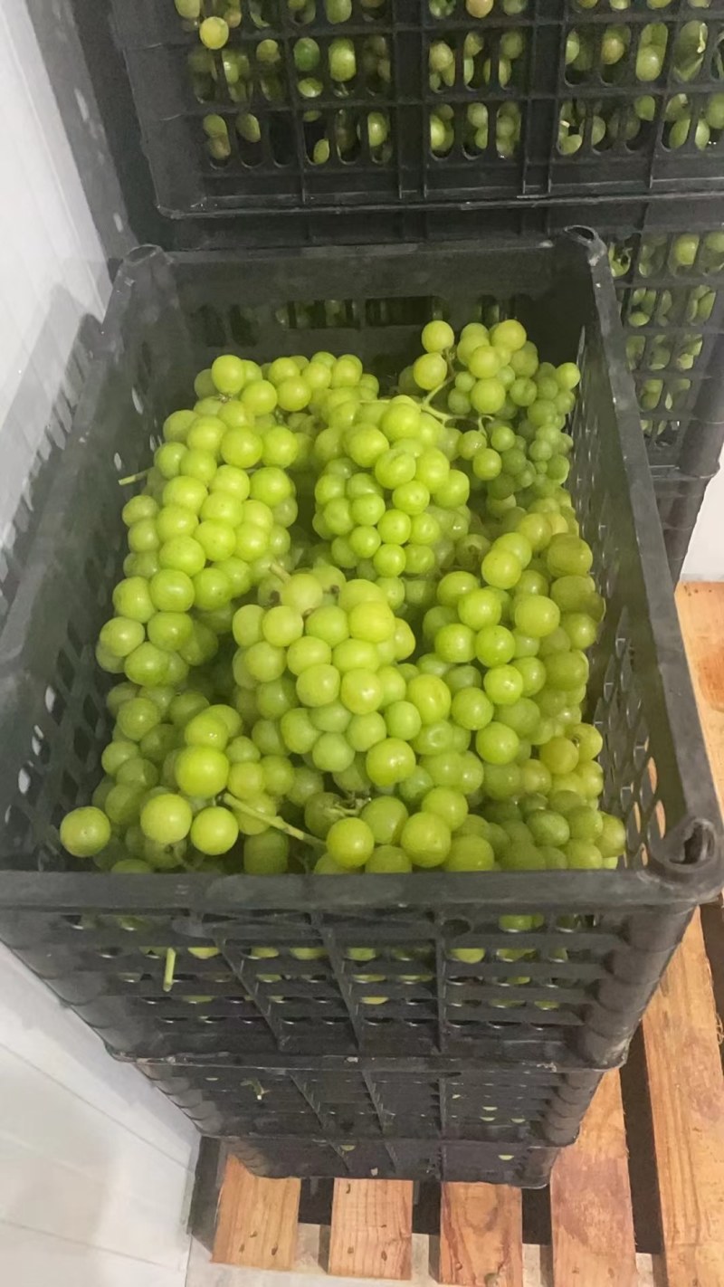 加工厂榨汁专用阳光玫瑰
