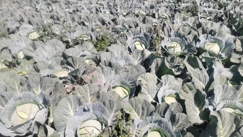 四川圆包菜圆甘蓝绿甘蓝产地大量上市了新鲜发货保质保量批发