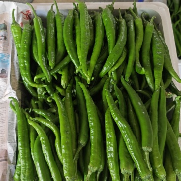 湘妍55号辣椒软薄皮辣椒小炒肉专用