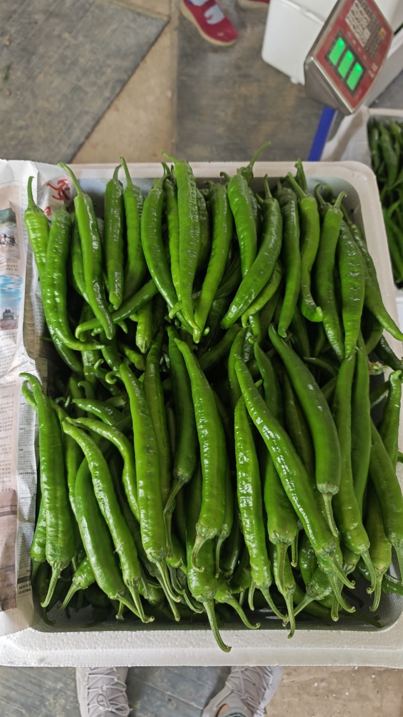 湘妍55号辣椒软薄皮辣椒小炒肉专用