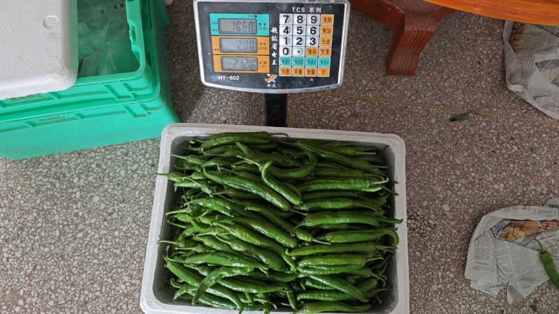 湘妍55号辣椒软薄皮辣椒小炒肉专用